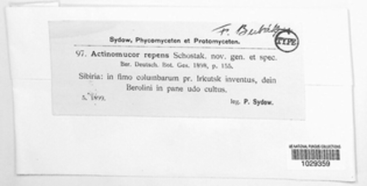 Actinomucor image